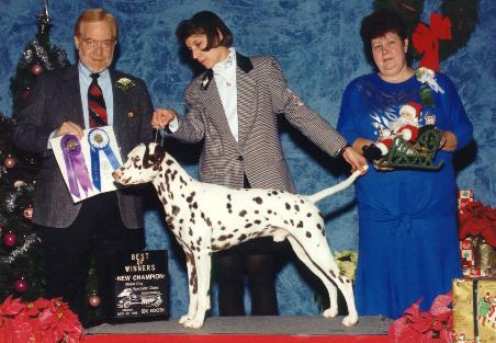 Best of Winners at the Dalmatian Club of Detroit Specialty
